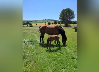 Westfale, Stute, 5 Jahre, 163 cm, Brauner