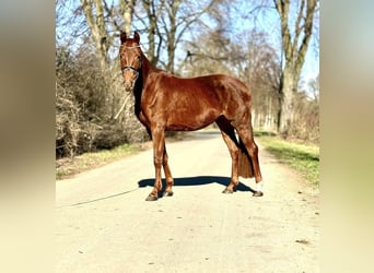Westfale, Stute, 5 Jahre, 163 cm, Fuchs