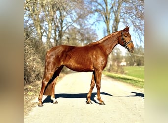Westfale, Stute, 5 Jahre, 163 cm, Fuchs