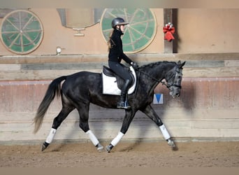 Westfale, Stute, 5 Jahre, 163 cm, Schimmel