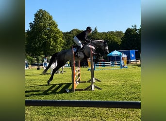 Westfale, Stute, 5 Jahre, 164 cm, Apfelschimmel