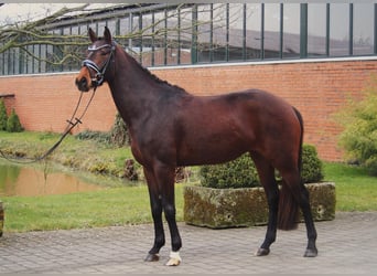 Westfale, Stute, 5 Jahre, 164 cm, Brauner