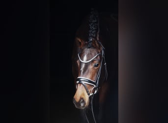 Westfale, Stute, 5 Jahre, 164 cm, Brauner