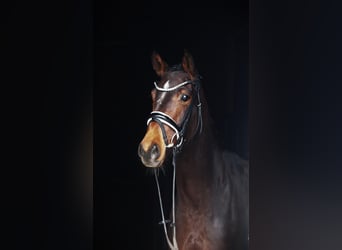 Westfale, Stute, 5 Jahre, 164 cm, Brauner