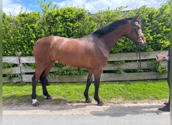 Westfale, Stute, 5 Jahre, 164 cm, Brauner