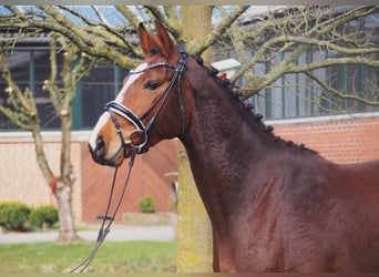 Westfale, Stute, 5 Jahre, 164 cm, Brauner