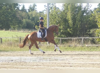 Westfale, Stute, 5 Jahre, 164 cm, Dunkelfuchs