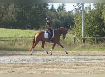 Westfale, Stute, 5 Jahre, 164 cm, Dunkelfuchs
