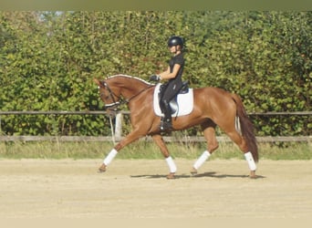 Westfale, Stute, 5 Jahre, 164 cm, Dunkelfuchs