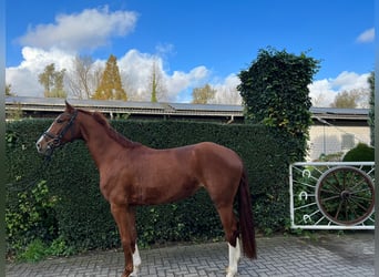 Westfale, Stute, 5 Jahre, 164 cm, Fuchs