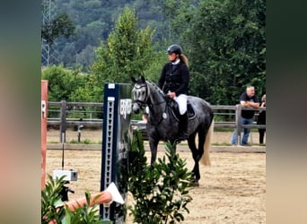 Westfale, Stute, 5 Jahre, 165 cm, Blauschimmel