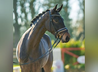 Westfale, Stute, 5 Jahre, 165 cm, Brauner