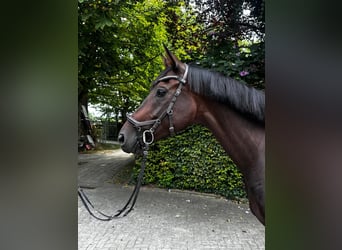 Westfale, Stute, 5 Jahre, 165 cm, Brauner