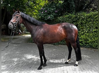 Westfale, Stute, 5 Jahre, 165 cm, Brauner