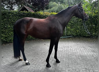 Westfale, Stute, 5 Jahre, 165 cm, Brauner