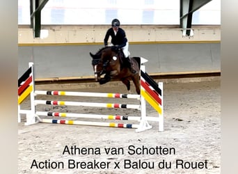 Westfale, Stute, 5 Jahre, 165 cm, Brauner