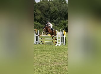 Westfale, Stute, 5 Jahre, 165 cm, Brauner