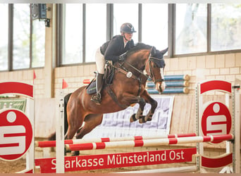 Westfale, Stute, 5 Jahre, 165 cm, Brauner