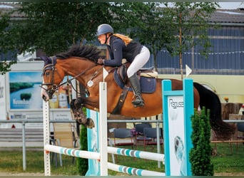 Westfale, Stute, 5 Jahre, 165 cm, Brauner