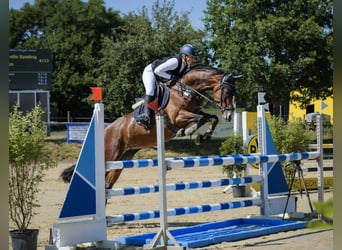 Westfale, Stute, 5 Jahre, 165 cm, Brauner