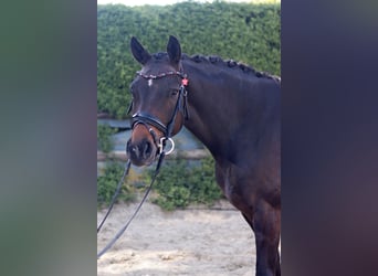 Westfale, Stute, 5 Jahre, 165 cm, Brauner