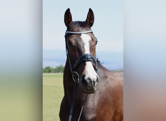 Westfale, Stute, 5 Jahre, 165 cm, Dunkelbrauner