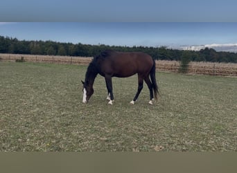 Westfale, Stute, 5 Jahre, 165 cm, Dunkelbrauner