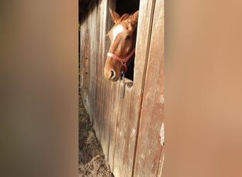 Westfale, Stute, 5 Jahre, 165 cm, Dunkelfuchs