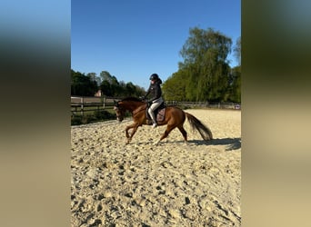 Westfale, Stute, 5 Jahre, 165 cm, Fuchs