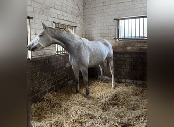 Westfale, Stute, 5 Jahre, 165 cm, Schimmel