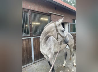 Westfale, Stute, 5 Jahre, 165 cm, Schimmel