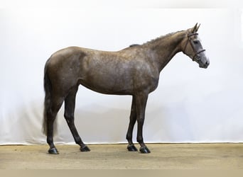 Westfale, Stute, 5 Jahre, 165 cm, Schimmel