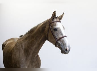 Westfale, Stute, 5 Jahre, 165 cm, Schimmel
