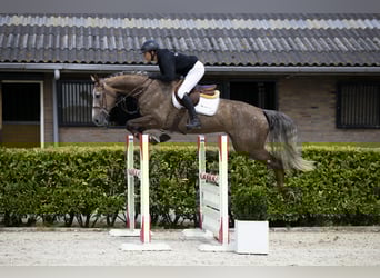 Westfale, Stute, 5 Jahre, 165 cm, Schimmel