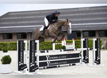 Westfale, Stute, 5 Jahre, 165 cm, Schimmel