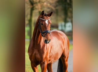 Westfale, Stute, 5 Jahre, 166 cm, Brauner