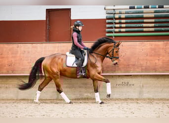 Westfale, Stute, 5 Jahre, 166 cm, Brauner