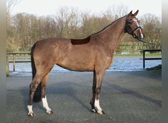 Westfale, Stute, 5 Jahre, 166 cm, Brauner