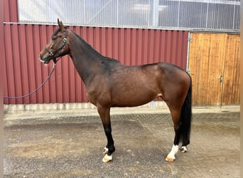 Westfale, Stute, 5 Jahre, 166 cm, Brauner