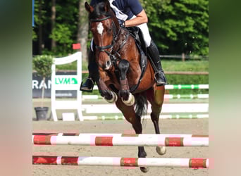 Westfale, Stute, 5 Jahre, 166 cm, Brauner