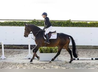 Westfale, Stute, 5 Jahre, 166 cm, Brauner