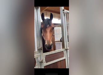 Westfale, Stute, 5 Jahre, 166 cm, Brauner