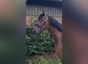 Westfale, Stute, 5 Jahre, 166 cm, Brauner