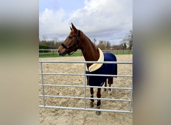 Westfale, Stute, 5 Jahre, 166 cm, Fuchs