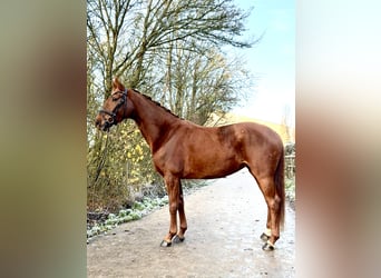 Westfale, Stute, 5 Jahre, 166 cm, Fuchs