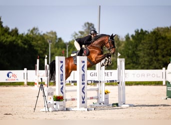 Westfale, Stute, 5 Jahre, 166 cm, Rotbrauner