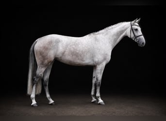 Westfale, Stute, 5 Jahre, 166 cm, Schimmel