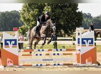 Westfale, Stute, 5 Jahre, 166 cm, Schimmel