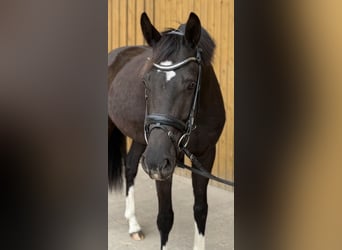 Westfale, Stute, 5 Jahre, 166 cm, Schwarzbrauner