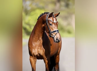 Westfale, Stute, 5 Jahre, 167 cm, Brauner